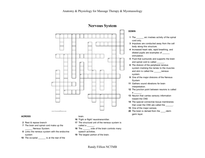 The nervous system crossword puzzle