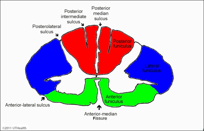 Posterior median sulcus spinal cord