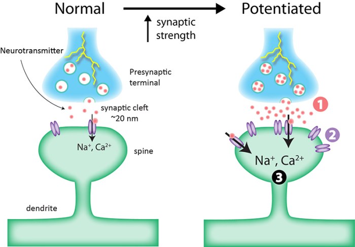 Long term potentiation ap psych example