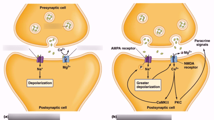 Long term potentiation ap psych example