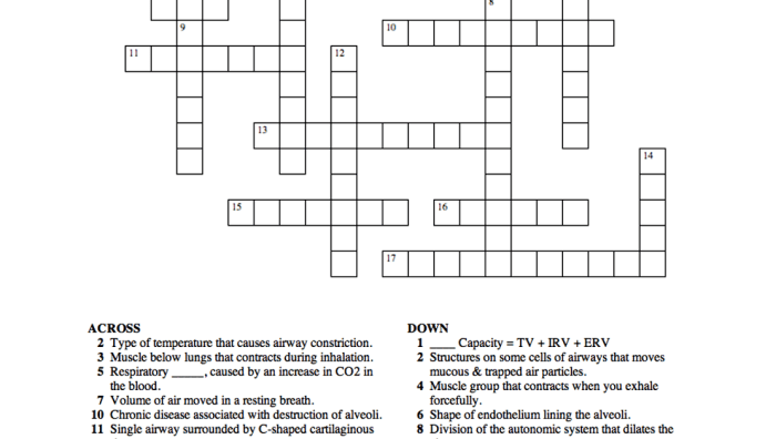 The nervous system crossword puzzle