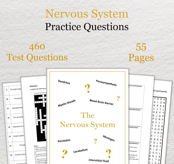 Ch 7 the nervous system answer key