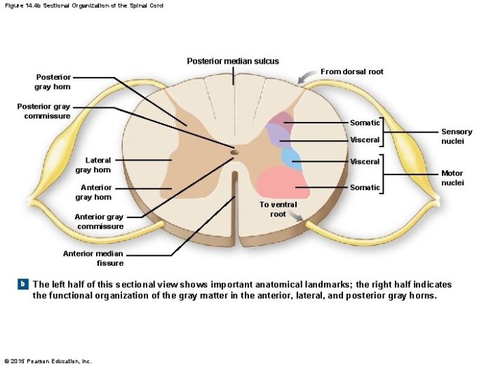 Posterior median sulcus spinal cord