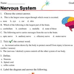 Ch 7 the nervous system answer key