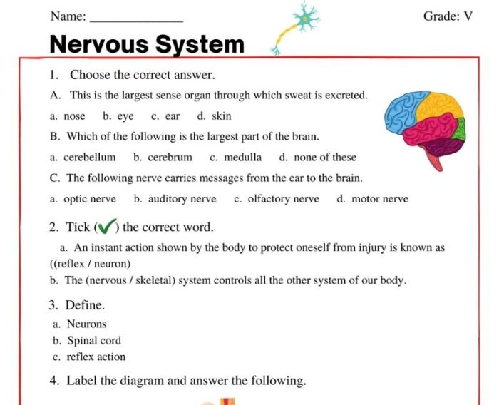 Ch 7 the nervous system answer key