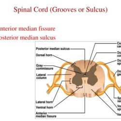 Development sulcus posterior nervous system spinal cord central median kenhub dorsal embryology