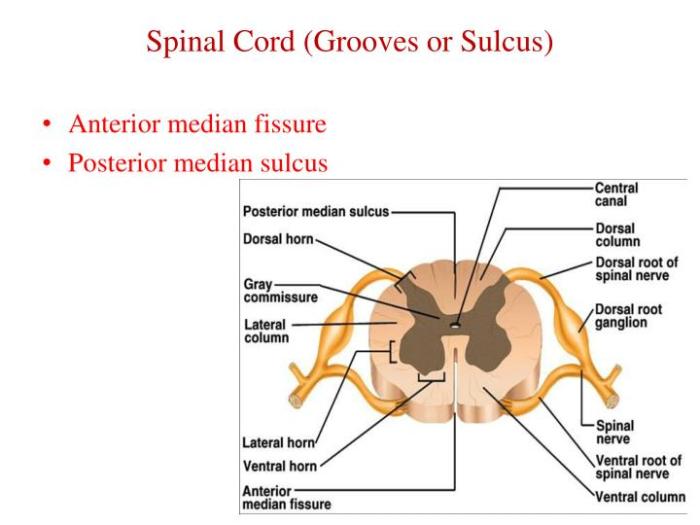 Development sulcus posterior nervous system spinal cord central median kenhub dorsal embryology