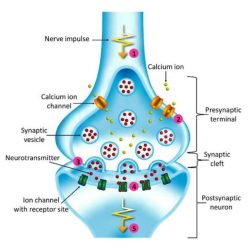 Plasticity synaptic synapses diagram demonstrating figure changes