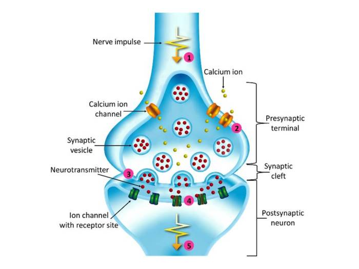 Plasticity synaptic synapses diagram demonstrating figure changes