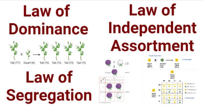 Chapter 12 lesson 1 the work of gregor mendel