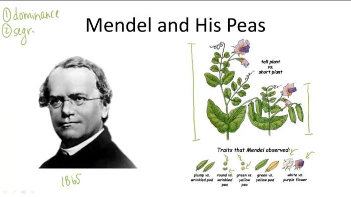 Chapter 12 lesson 1 the work of gregor mendel